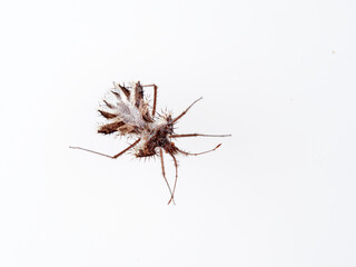 The golden egg bug in a white background. Phyllomorpha laciniata. 