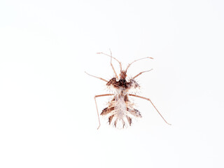 The golden egg bug in a white background. Phyllomorpha laciniata. 