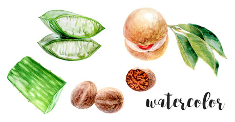 Hand-Painted Watercolor Aloe Vera and Nutmeg Botanical Illustration
