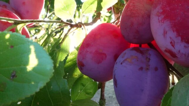 Harvesting ripe plums from a plum tree