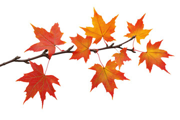 Fototapeta premium Autumn maple leaves on branch