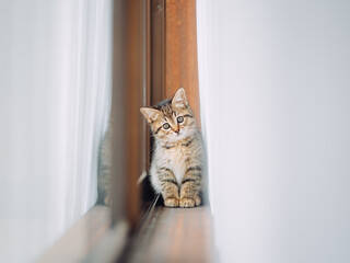 見つめる子猫