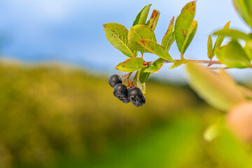 owoc, jedzenie, jagoda, czarna, porzeczka, dojrzałe, galąz, roślin, gronowy, kiść, feuille, izolowany, zdrowa, słodki, deser, soczysty, swiezy, wina, lato, rolnictwa, jesienią, aronia, 