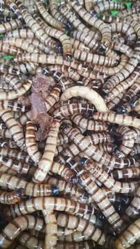Close-up shot video of giant superworms. Vertical video footage of pet food for birds, reptiles, and amphibians.