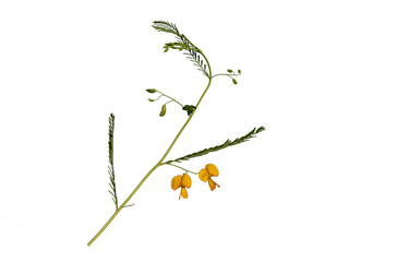 Egyptian riverhemp (Sesbania sesban), is a fast-growing leguminous plant native to tropical and subtropical regions. Characterized by its striking yellow flowers and lush green foliage