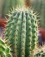 Isolated cactus with depth of field showcasing sharp spines and resilient structure