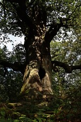 Die 500j&auml;hrige Kamineiche im Urwald Sababurg im Herbst.