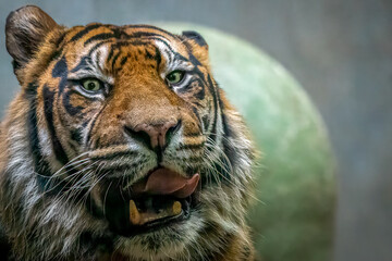 Close-up of a magestic tiger with open mouth