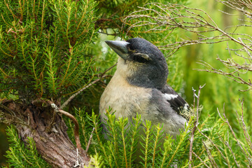 AN EURASIAN CHAFFINCH IN A TREE HEATHER.