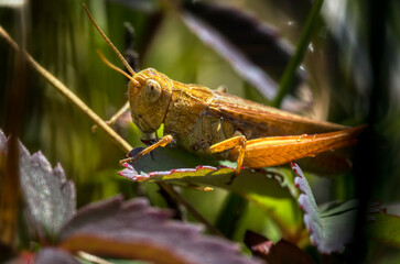 Close-Up of Common Field Grasshopper