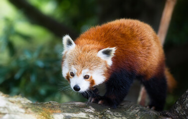 Portrait of a Red Panda