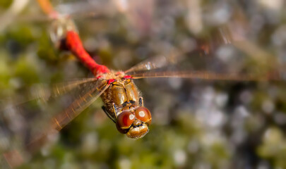 Male Vagrant Darter Dragonfly in the Process of Egg Laying, Leading Its Partner in Tandem