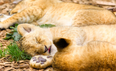 Cute Little Lion Cub Resting with Its Siblings for a While