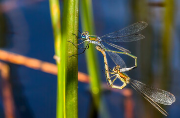 Close-Up of Male and Female Emerald Damselflies (Lestes Sponsa) Mating on a Straw, Forming a Heart