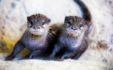 Two Curious and Charming Otters Moving Synchronically