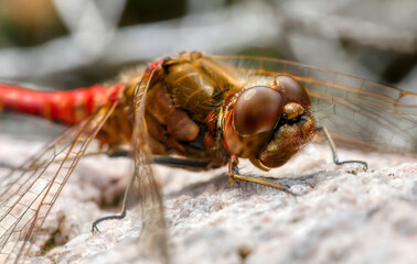 Close-Up of a Male Vagrant Darter (Sympetrum Vulgatum) Dragonfly Resting on a Rock