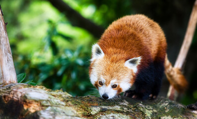 Portrait of a Beautiful Red Panda