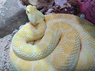 Albino diamondback snake coiled in rocky sand