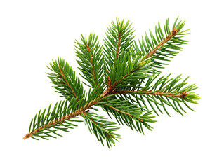 Close-up Christmas tree branch on a transparent background.	