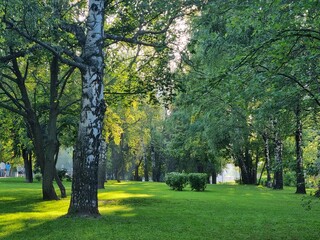 trees in the park