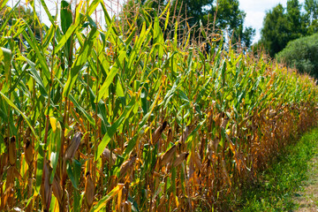 corn field