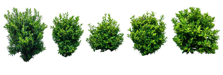 Green bushes, cut out.