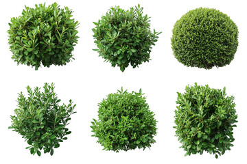 Green bushes, cut out.