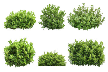 Obraz premium Green bushes, cut out.