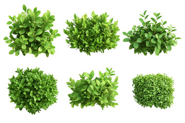 Obraz premium Green bushes, cut out.