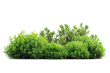 Fototapeta premium Green bushes, cut out.