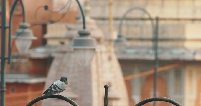 Jaipur, Rajasthan, India. Close-up View to Pigeon Sit On Arches Of Fence. Architecture Of Jaipur Is In Background. Jaipur Or Pink City Due To Dominant Color Scheme Of Its Buildings In Old City
