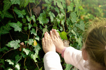 Hands of a little ecologist, child touches the trunk of a tree. Touch of child. Nature in caring...