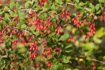Wild barberry berries  in a summer garden