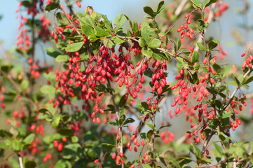 Obraz premium Wild barberry berries in a summer garden