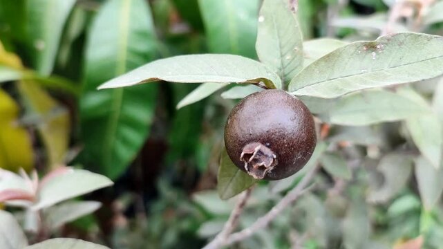 A close-up video showcasing an unripe black guava fruit (Psidium guajava) on its branch. The dark fruit provides an interesting contrast with the surrounding green leaves.