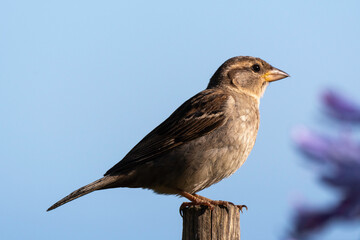 Moineau domestique, .Passer domesticus, House Sparrow