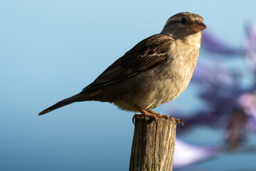 Moineau domestique, .Passer domesticus, House Sparrow