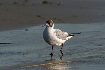 Mouette rieuse,.Chroicocephalus ridibundus, Black headed Gull