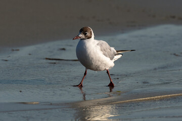 Obraz premium Mouette rieuse,.Chroicocephalus ridibundus, Black headed Gull