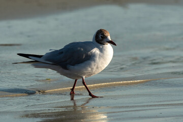 Mouette rieuse,.Chroicocephalus ridibundus, Black headed Gull
