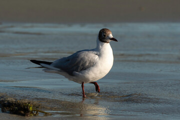 Fototapeta premium Mouette rieuse,.Chroicocephalus ridibundus, Black headed Gull