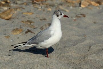 Mouette rieuse,.Chroicocephalus ridibundus, Black headed Gull