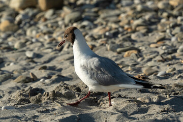 Mouette rieuse,.Chroicocephalus ridibundus, Black headed Gull