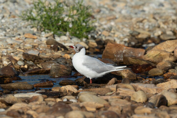 Mouette rieuse,.Chroicocephalus ridibundus, Black headed Gull