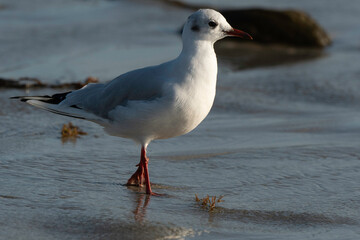 Mouette rieuse,.Chroicocephalus ridibundus, Black headed Gull