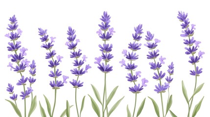Naklejka premium Symmetrical Vector Lavender Clip Art with Clean Lines on White Background