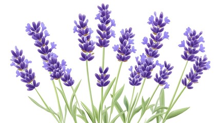 Obraz premium Delicate Vector Lavender in Clip Art Style on White Background with Clean Lines and Symmetrical Arrangement