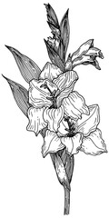 Gladiolus Line Art Drawing - Hand Drawn with Fineliner