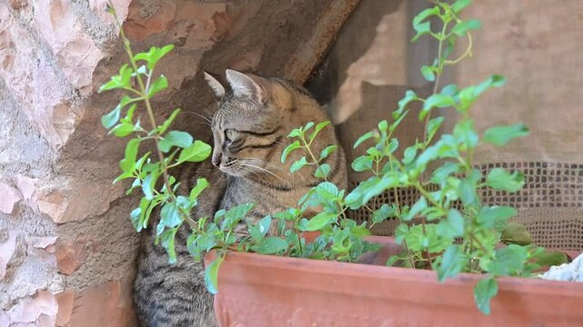 Gatto domestico riposa sul davanzale di casa