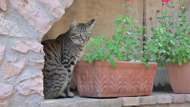 Gatto domestico osserva i passanti